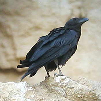 Middle East raven